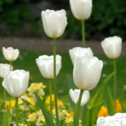 Tulip 'White Dream'