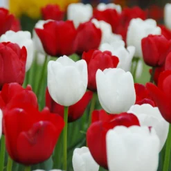 Tulip 'White Dream' 13 Tulip 'White Dream' -UK Garden Plants Shop tulip white dream 2