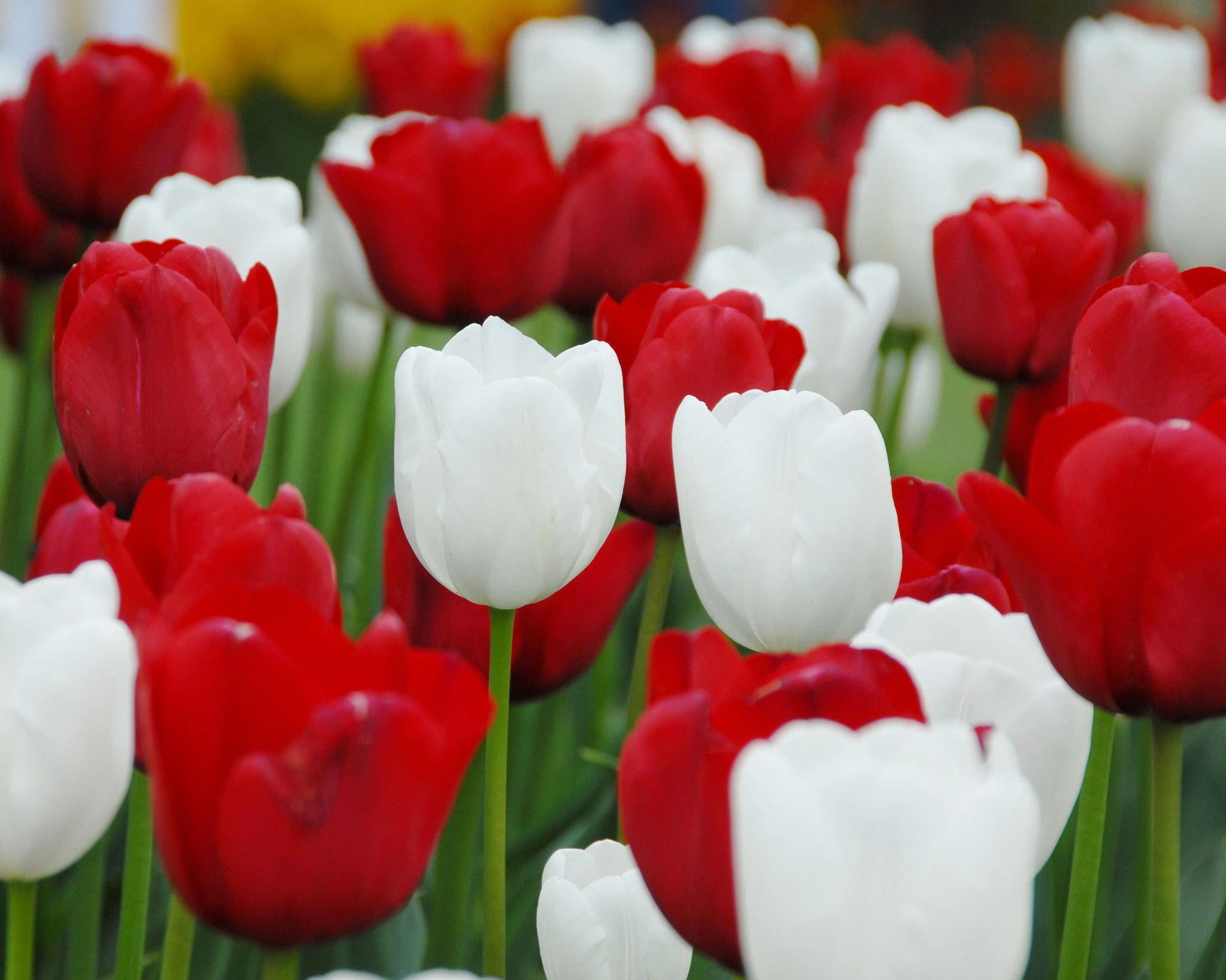 Tulip 'White Dream' 6 Tulip 'White Dream' - Image 4