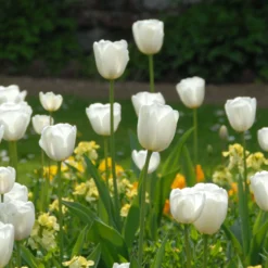 Tulip 'White Dream' 17 Tulip 'White Dream' -UK Garden Plants Shop tulip white dream 3