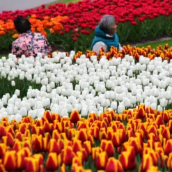 Tulip 'White Dream' 15 Tulip 'White Dream' -UK Garden Plants Shop tulip white dream 8