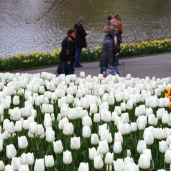 Tulip 'White Dream' 12 Tulip 'White Dream' -UK Garden Plants Shop tulip white dream 9