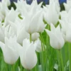 Tulip 'White Elegance' -UK Garden Plants Shop tulip white elegance 1