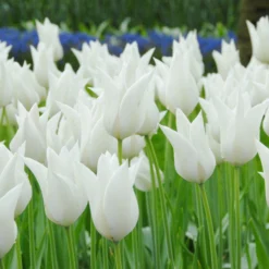 Tulip 'White Elegance' -UK Garden Plants Shop tulip white elegance 2