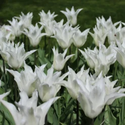 Tulip 'White Elegance' -UK Garden Plants Shop tulip white elegance 4