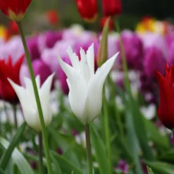 Tulip 'White Elegance' -UK Garden Plants Shop tulip white elegance 6