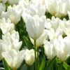 Tulip 'White Emperor' -UK Garden Plants Shop tulip white emperor 00