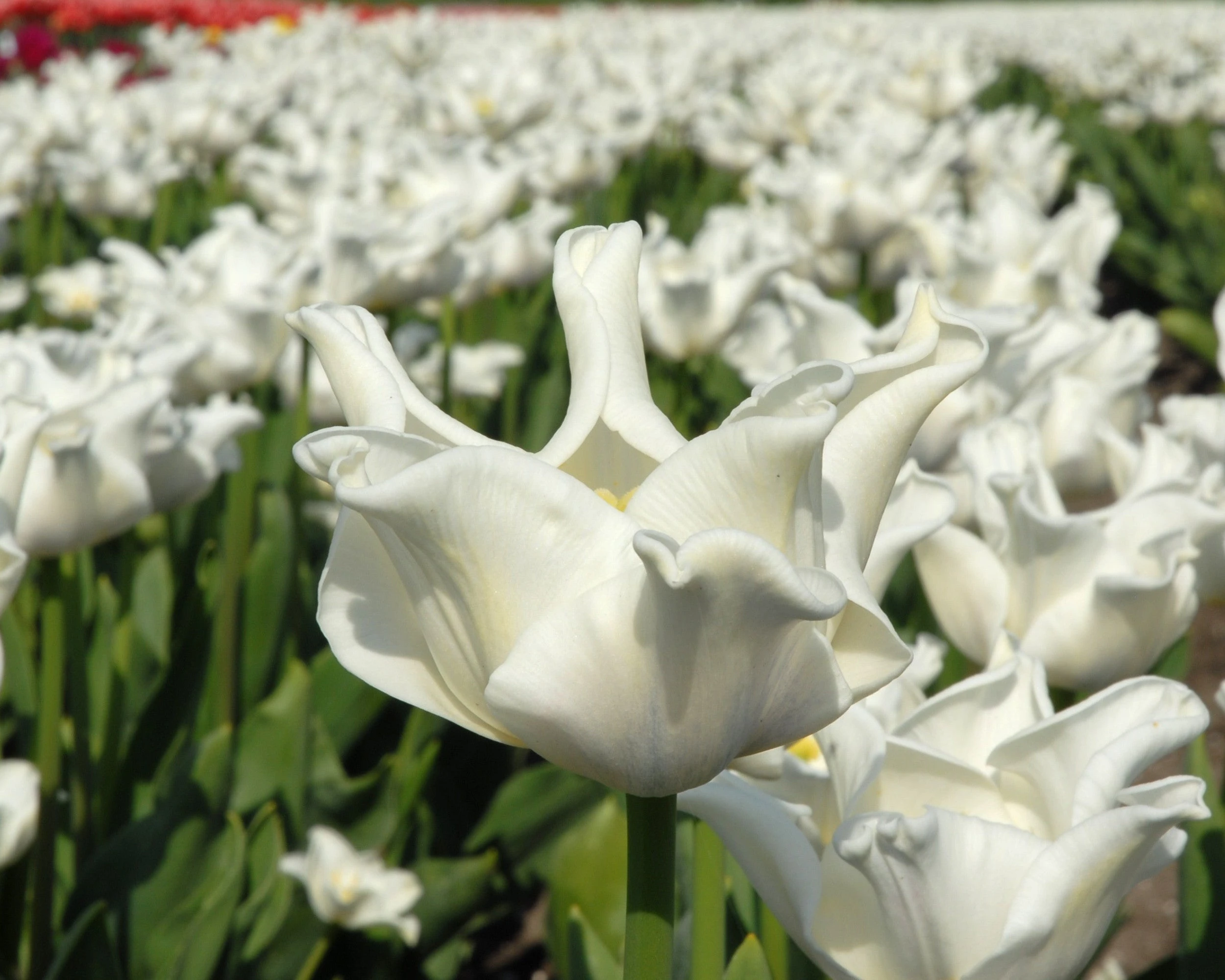 Tulip 'White Liberstar' 6 Tulip 'White Liberstar' - Image 4