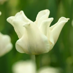 Tulip 'White Liberstar' 12 Tulip 'White Liberstar' -UK Garden Plants Shop tulip white liberstar 10