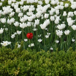 Tulip 'White Liberstar' 13 Tulip 'White Liberstar' -UK Garden Plants Shop tulip white liberstar 1 4b7d7762 0137 41f3 b7f6 b0f10df266ff scaled