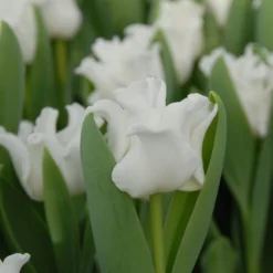 Tulip 'White Liberstar' 16 Tulip 'White Liberstar' -UK Garden Plants Shop tulip white liberstar 2 scaled