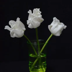 Tulip 'White Liberstar' 18 Tulip 'White Liberstar' -UK Garden Plants Shop tulip white liberstar 5