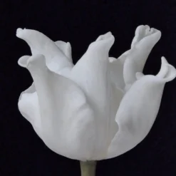 Tulip 'White Liberstar' 19 Tulip 'White Liberstar' -UK Garden Plants Shop tulip white liberstar 6