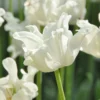 Tulip 'White Liberstar' -UK Garden Plants Shop tulip white liberstar 7