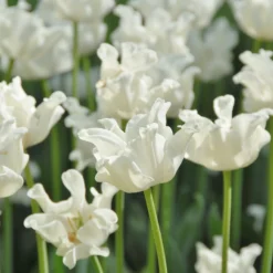 Tulip 'White Liberstar' 15 Tulip 'White Liberstar' -UK Garden Plants Shop tulip white liberstar 8 scaled