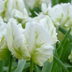 Tulip 'White Parrot' -UK Garden Plants Shop tulip white parrot 3