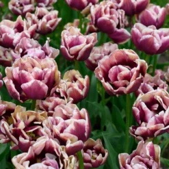 Tulip 'Wyndham' -UK Garden Plants Shop tulip wyndham 2 scaled