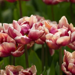 Tulip 'Wyndham' -UK Garden Plants Shop tulip wyndham 4 scaled