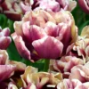 Tulip 'Wyndham' -UK Garden Plants Shop tulip wyndham 5 scaled