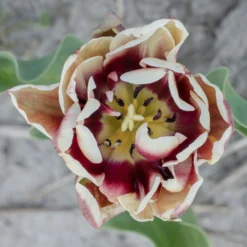 Tulip 'Wyndham' -UK Garden Plants Shop tulip wyndham 6 scaled