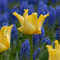 Tulip 'Yellow Crown' -UK Garden Plants Shop tulip yellow crown 2