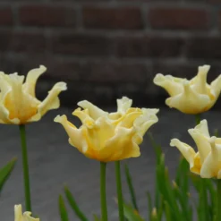 Tulip 'Yellow Crown' -UK Garden Plants Shop tulip yellow crown 3