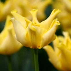 Tulip 'Yellow Crown' -UK Garden Plants Shop tulip yellow crown 6 a0d485f8 7073 4266 8b3c f6ade9560ae4 scaled