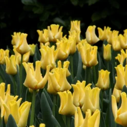 Tulip 'Yellow Crown' -UK Garden Plants Shop tulip yellow crown 7
