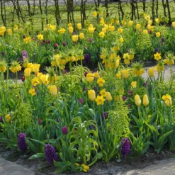 Tulip 'Yellow Emperor' -UK Garden Plants Shop tulip yellow purissima 1