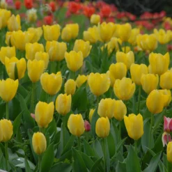 Tulip 'Yellow Emperor' -UK Garden Plants Shop tulip yellow purissima 2