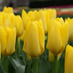 Tulip 'Yellow Emperor' -UK Garden Plants Shop tulip yellow purissima 3 59073d59 28f0 4ae9 86a7 d46e879ef5e7