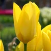 Tulip 'Yellow Emperor' 1 Tulip 'Yellow Emperor' -UK Garden Plants Shop tulip yellow purissima 4 06ea9d7b cb6d 4e6b 8828 a495bce4f410