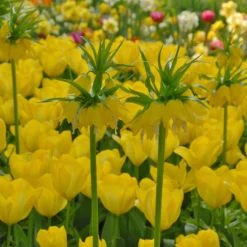Tulip 'Yellow Emperor' -UK Garden Plants Shop tulip yellow purissima 5