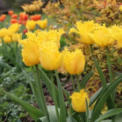 Tulip 'Yellow Valery' -UK Garden Plants Shop tulip yellow valery 00 scaled
