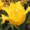 Tulip 'Yellow Valery' -UK Garden Plants Shop tulip yellow valery 02 scaled