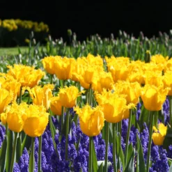 Tulip 'Yellow Valery' -UK Garden Plants Shop tulip yellow vallery 6 f6b1a4d3 69e7 420a bf2d e1584df1044a scaled