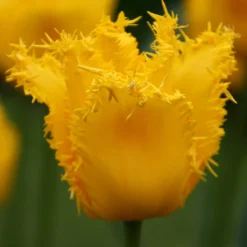 Tulip 'Yellow Valery' -UK Garden Plants Shop tulip yellow vallery 9