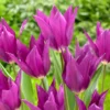 Tulip 'Yume No Murasaki' -UK Garden Plants Shop tulip yume no murasaki 1