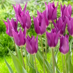Tulip 'Yume No Murasaki' -UK Garden Plants Shop tulip yume no murasaki 3