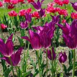 Tulip 'Yume No Murasaki' -UK Garden Plants Shop tulip yume no murasaki 5 scaled