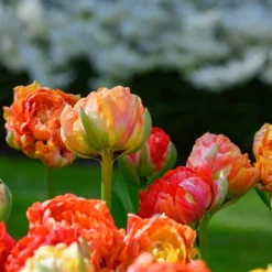Tulip 'Gudoshnik Double' -UK Garden Plants Shop tulipa gudoshnik double 1 scaled