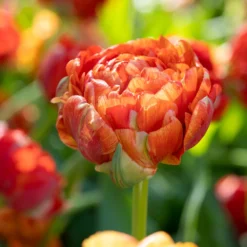 Tulip 'Gudoshnik Double' -UK Garden Plants Shop tulipa gudoshnik double 10