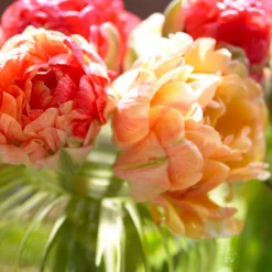 Tulip 'Gudoshnik Double' -UK Garden Plants Shop tulipa gudoshnik double 11