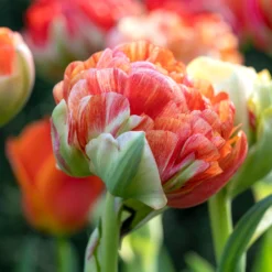 Tulip 'Gudoshnik Double' -UK Garden Plants Shop tulipa gudoshnik double 12