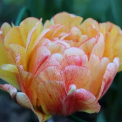 Tulip 'Gudoshnik Double' -UK Garden Plants Shop tulipa gudoshnik double 13 scaled