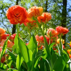 Tulip 'Gudoshnik Double' -UK Garden Plants Shop tulipa gudoshnik double 2 scaled