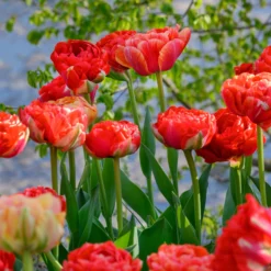 Tulip 'Gudoshnik Double' -UK Garden Plants Shop tulipa gudoshnik double 3 scaled