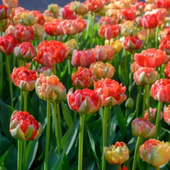 Tulip 'Gudoshnik Double' -UK Garden Plants Shop tulipa gudoshnik double 4 scaled