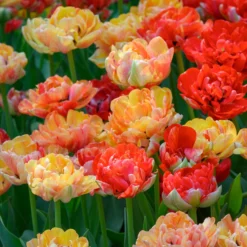 Tulip 'Gudoshnik Double' -UK Garden Plants Shop tulipa gudoshnik double 6 scaled