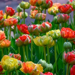 Tulip 'Gudoshnik Double' -UK Garden Plants Shop tulipa gudoshnik double 7 scaled
